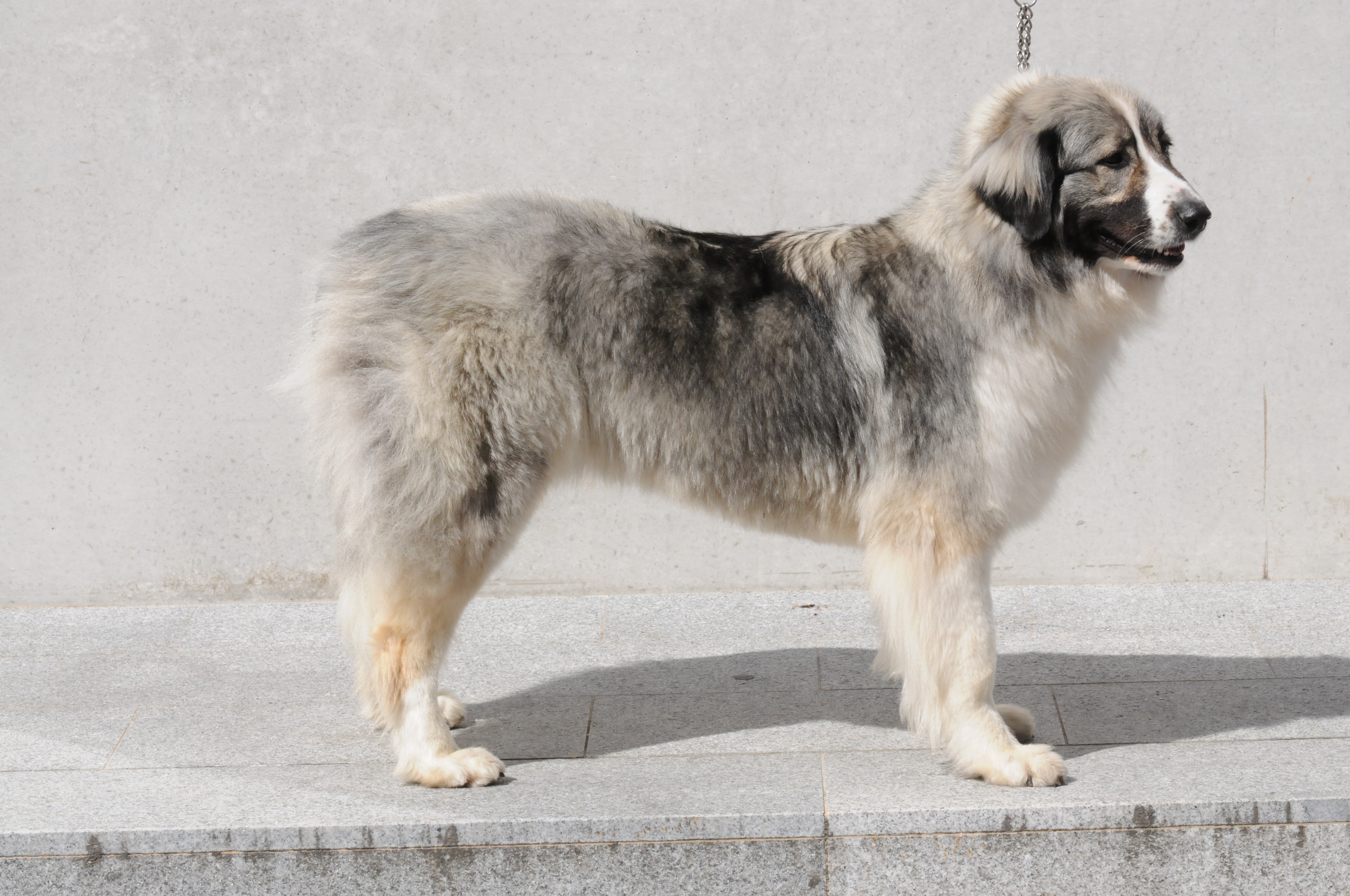 Large romanian dog store breeds